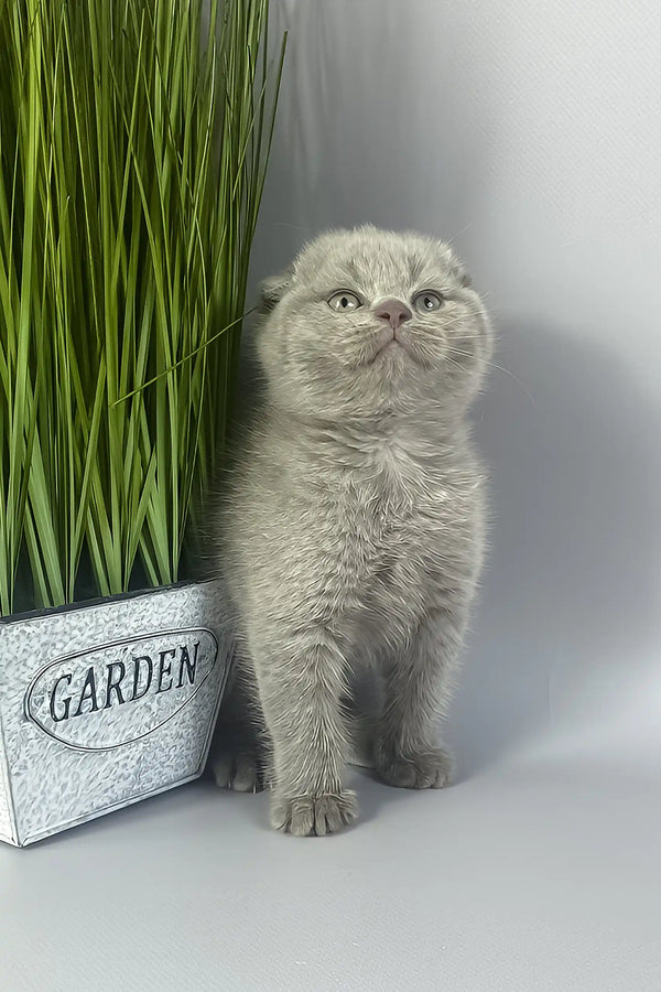 Hummer | scottish fold kitten