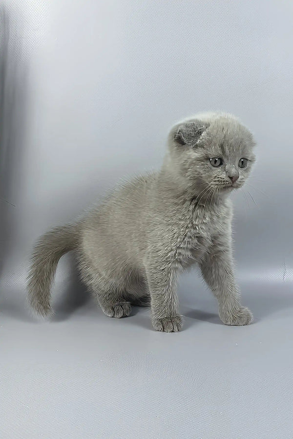 Hummer | scottish fold kitten