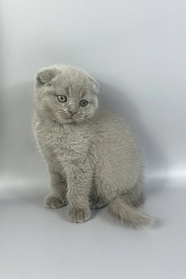 Hummer | scottish fold kitten