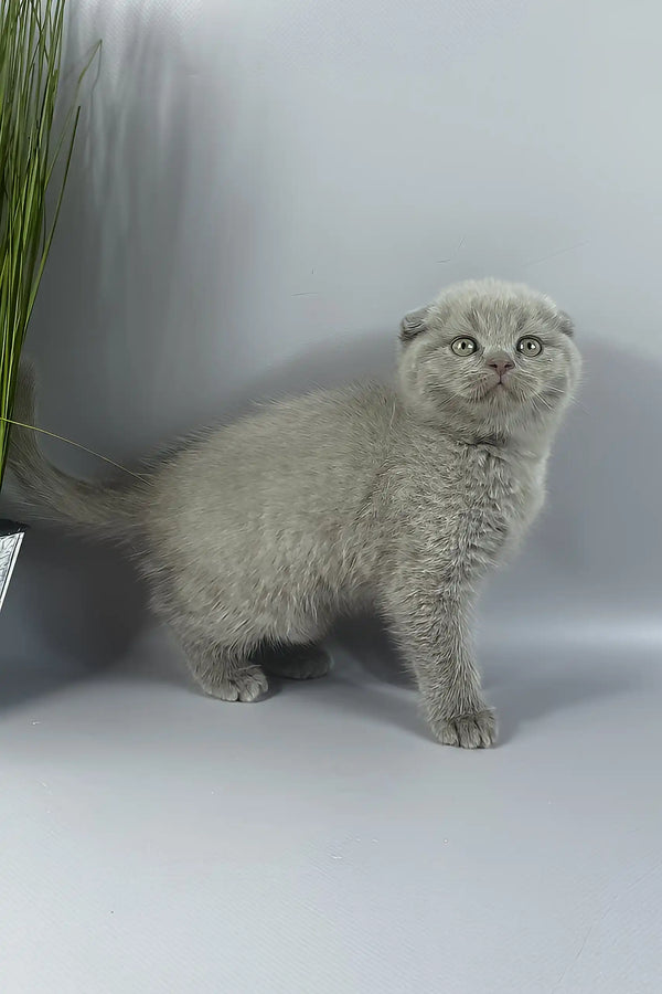 Hummer | scottish fold kitten