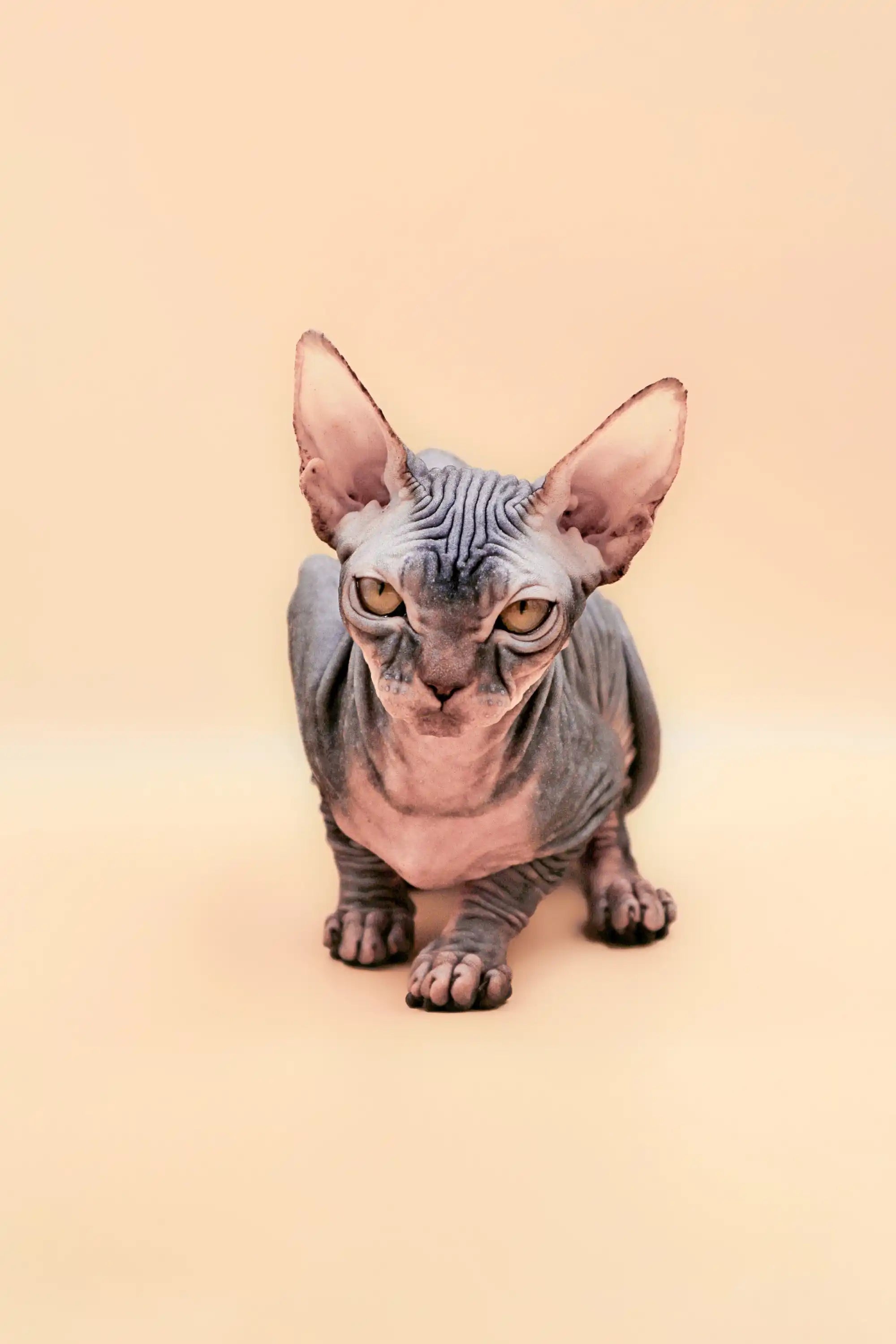 Hairless Sphynx Cats & Kittens for Sale Hunny | Kitten