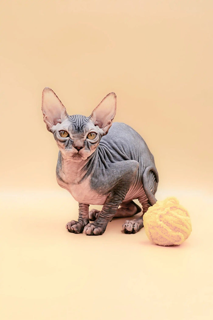 Hairless Sphynx Cats & Kittens for Sale Hunny | Kitten