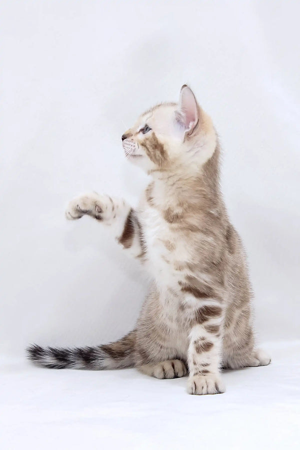 Playful tabby kitten enjoying its time with Hunter the Bengal Kitten product