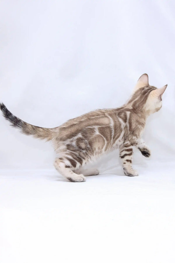 Spotted and striped Bengal kitten from Hunter looking playful and adorable