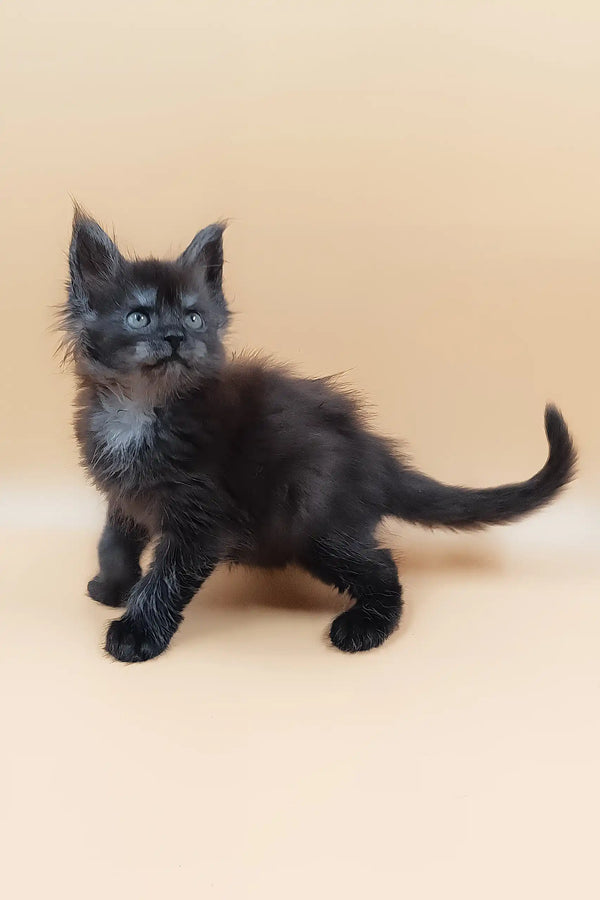 Hunter | maine coon kitten