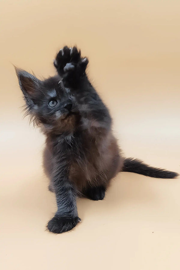 Hunter | maine coon kitten