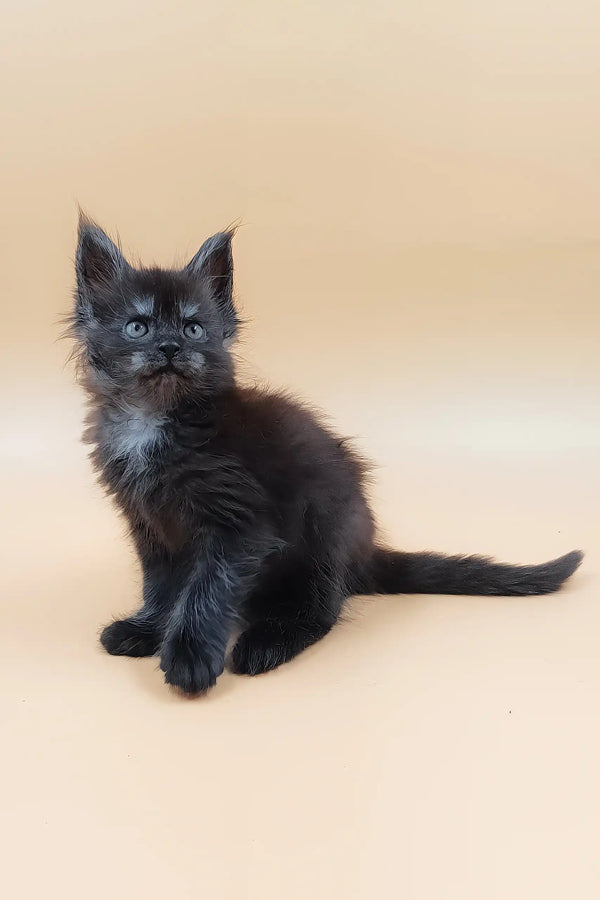 Hunter | maine coon kitten