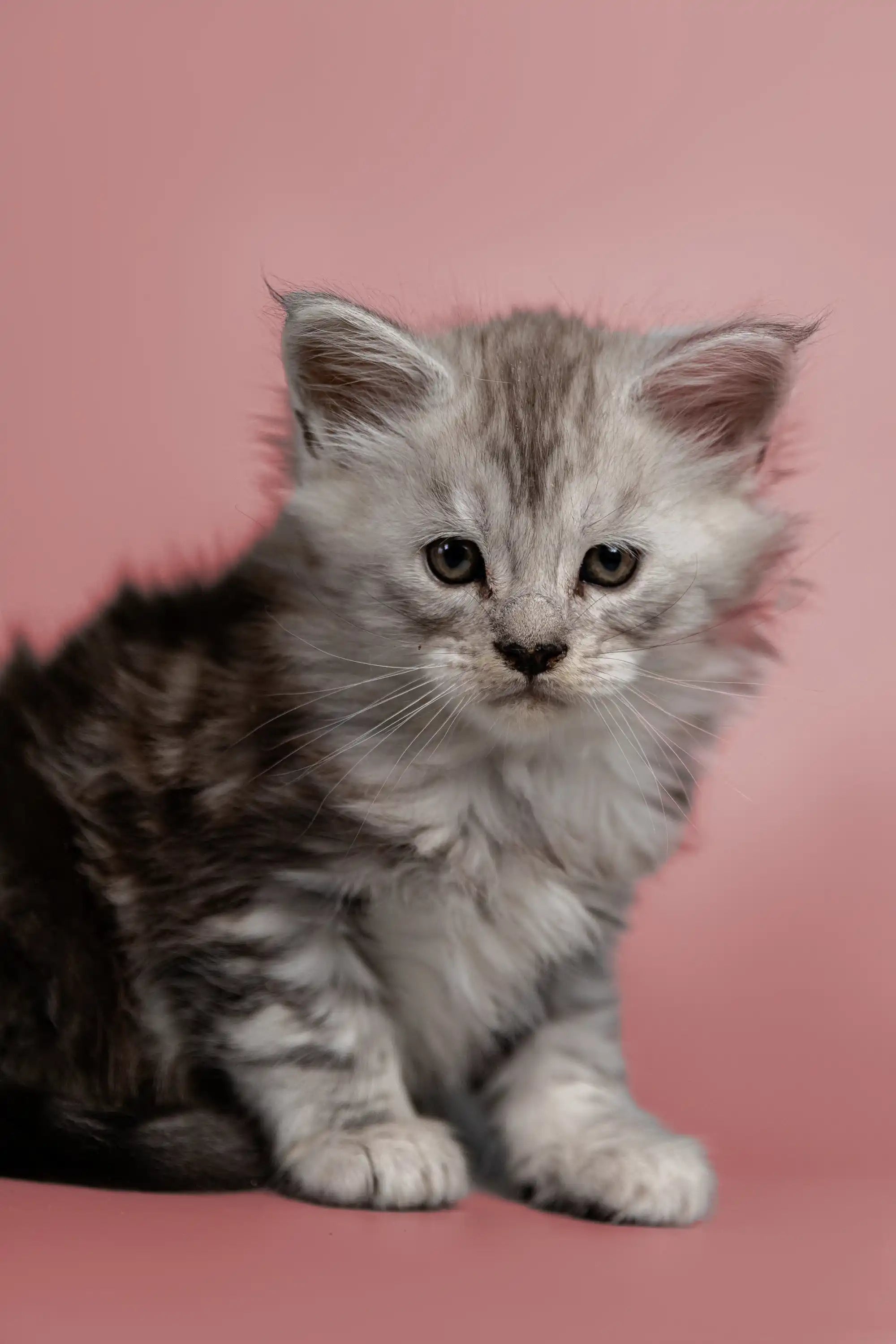 AVADA - Best Sellers Hunter | Maine Coon Kitten