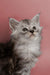 Fluffy gray Maine Coon kitten named Hunter with wide eyes and pointed ears