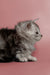 Fluffy gray and white Maine Coon kitten sitting in profile view, adorable coon kitten