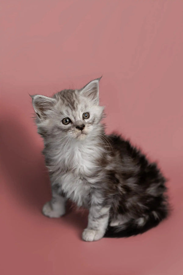 Fluffy gray and white Maine Coon kitten, meet Hunter sitting upright and adorable