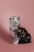 Fluffy gray and white Maine Coon kitten looking up, perfect for your playful home