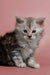 Fluffy gray and white Maine Coon kitten with big eyes, perfect for any cat lover