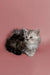 Fluffy gray and white Maine Coon kitten Hunter chilling on a cute pink surface