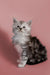 Fluffy gray and white Maine Coon kitten sitting upright, showcasing adorable charm