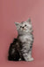 Fluffy gray and white Maine Coon kitten sitting upright, adorable and playful