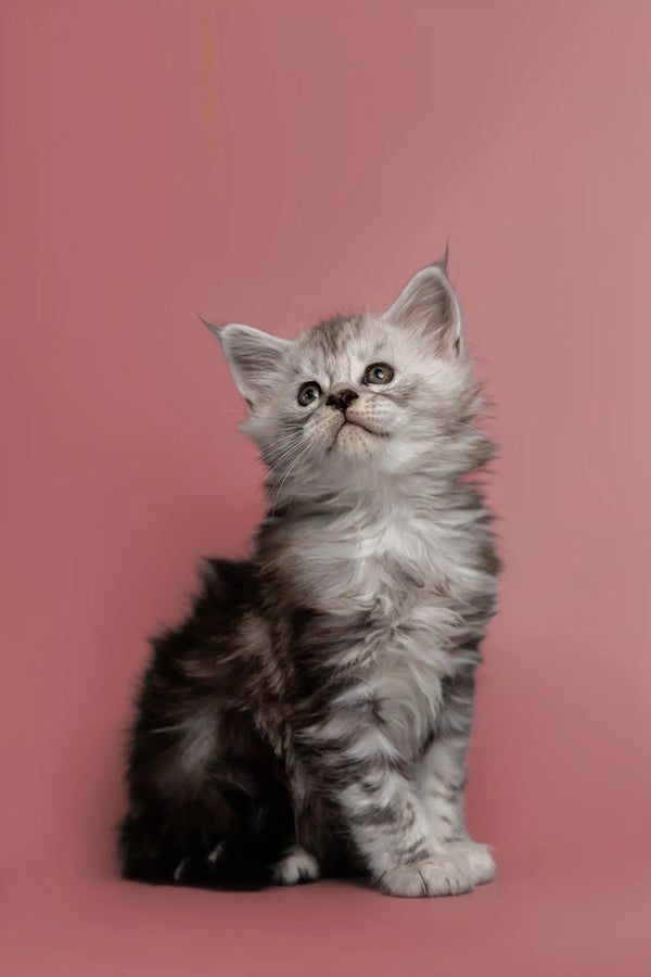 Fluffy gray and white Maine Coon kitten sitting upright, adorable and playful