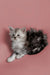 Fluffy Maine Coon kitten with gray and white fur relaxing on a pink surface