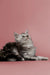 Gray and white Maine Coon kitten sitting with head tilted upward, looking curious