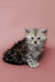 Gray and white tabby Maine Coon kitten sitting cute on a pink surface