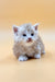 Fluffy white Maine Coon kitten with blue eyes on a plain surface, perfect for lovers