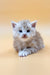 Fluffy gray and white Maine Coon kitten with blue eyes in Ice product line