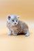 Fluffy Maine Coon kitten in white and gray sitting on a plain surface for Ice