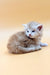 Fluffy gray and white Maine Coon kitten Ice with a curious look, perfect for cat lovers