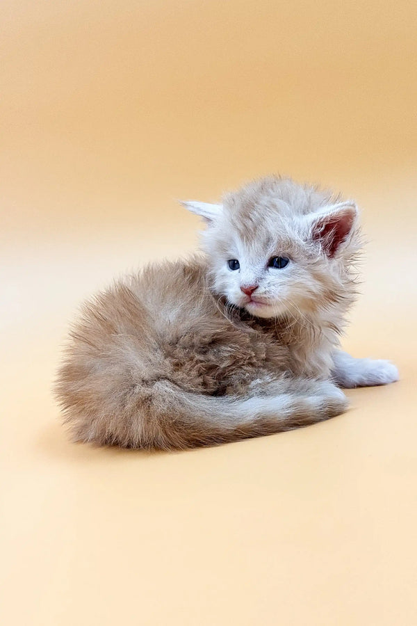 Fluffy gray and white Maine Coon kitten Ice with a curious look, perfect for cat lovers