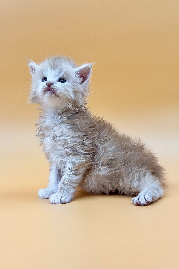 Fluffy gray Maine Coon kitten named Ice sitting upright with bright blue eyes