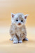 Fluffy gray and white Maine Coon kitten sitting upright in Ice product