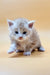 Fluffy gray and white Maine Coon kitten with blue eyes sitting cutely on a surface