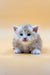 Fluffy white Maine Coon kitten with blue eyes on a plain surface, named Ice