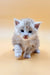 Fluffy white Maine Coon kitten with blue eyes on a plain surface, perfect for pet lovers