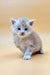 Fluffy gray Maine Coon kitten with blue eyes sitting upright, perfect for your pet collection