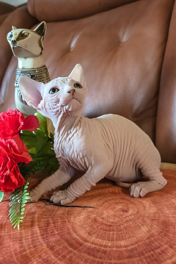 Iceberg | canadian sphynx kitten
