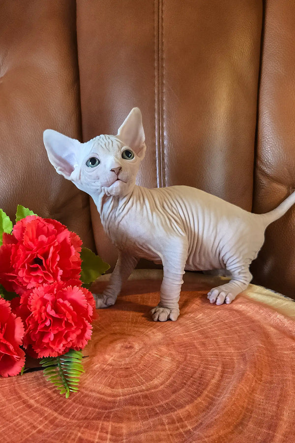Iceberg | canadian sphynx kitten