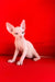 Iceberg | canadian sphynx kitten