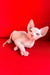 Iceberg | canadian sphynx kitten
