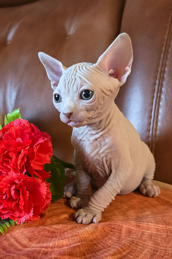Iceberg | canadian sphynx kitten