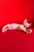 Iceberg | canadian sphynx kitten