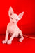 Iceberg | canadian sphynx kitten