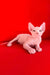 Iceberg | canadian sphynx kitten