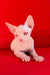Iceberg | canadian sphynx kitten