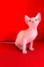 Iceberg | canadian sphynx kitten