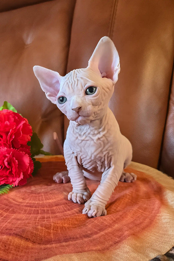 Iceberg | canadian sphynx kitten