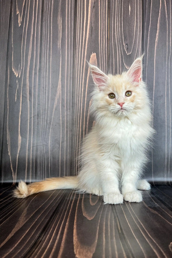 Fluffy white Maine Coon kitten with pale green eyes sitting upright