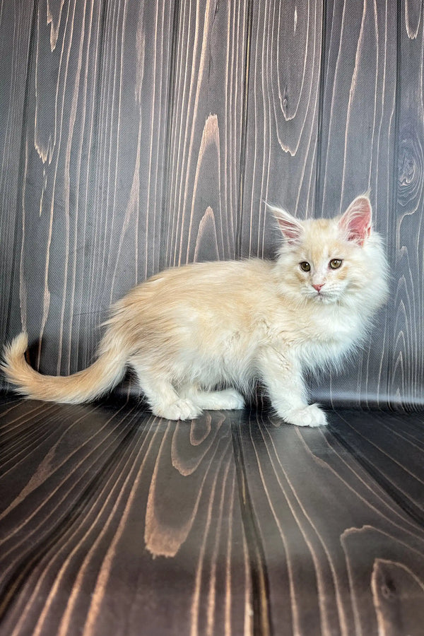 Adorable Maine Coon kitten with pale blue eyes on a shiny surface