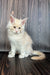 White fluffy Maine Coon kitten with pale yellow eyes and cute pointed ears