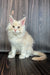 Fluffy white Maine Coon kitten with pointed ears and a long tail cuddling in Icecon